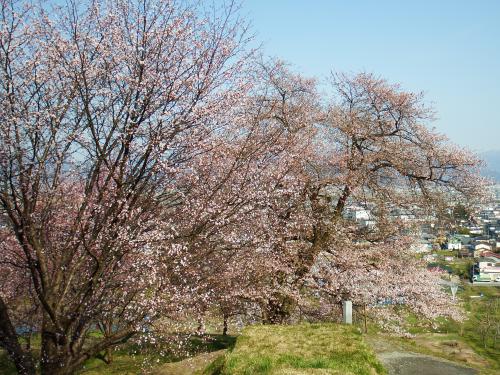 桜の開花状況　【2016.4.13現在】/