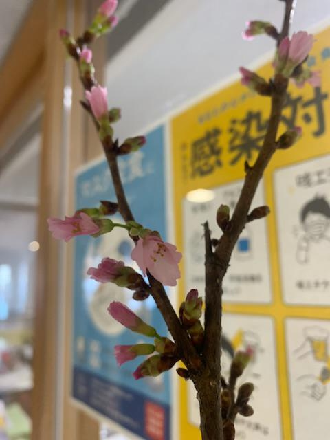 桜/