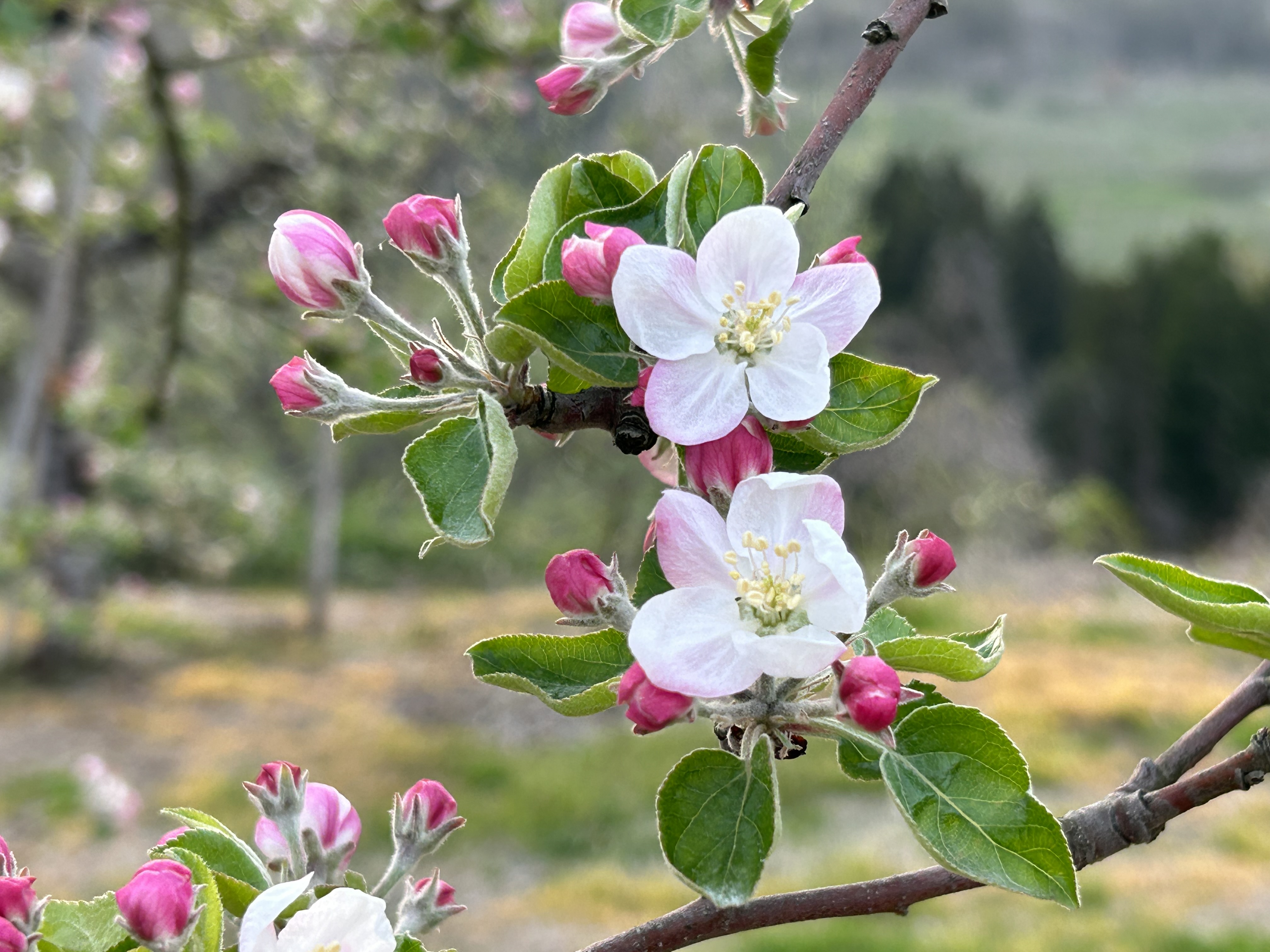 りんごの花が咲きました：画像