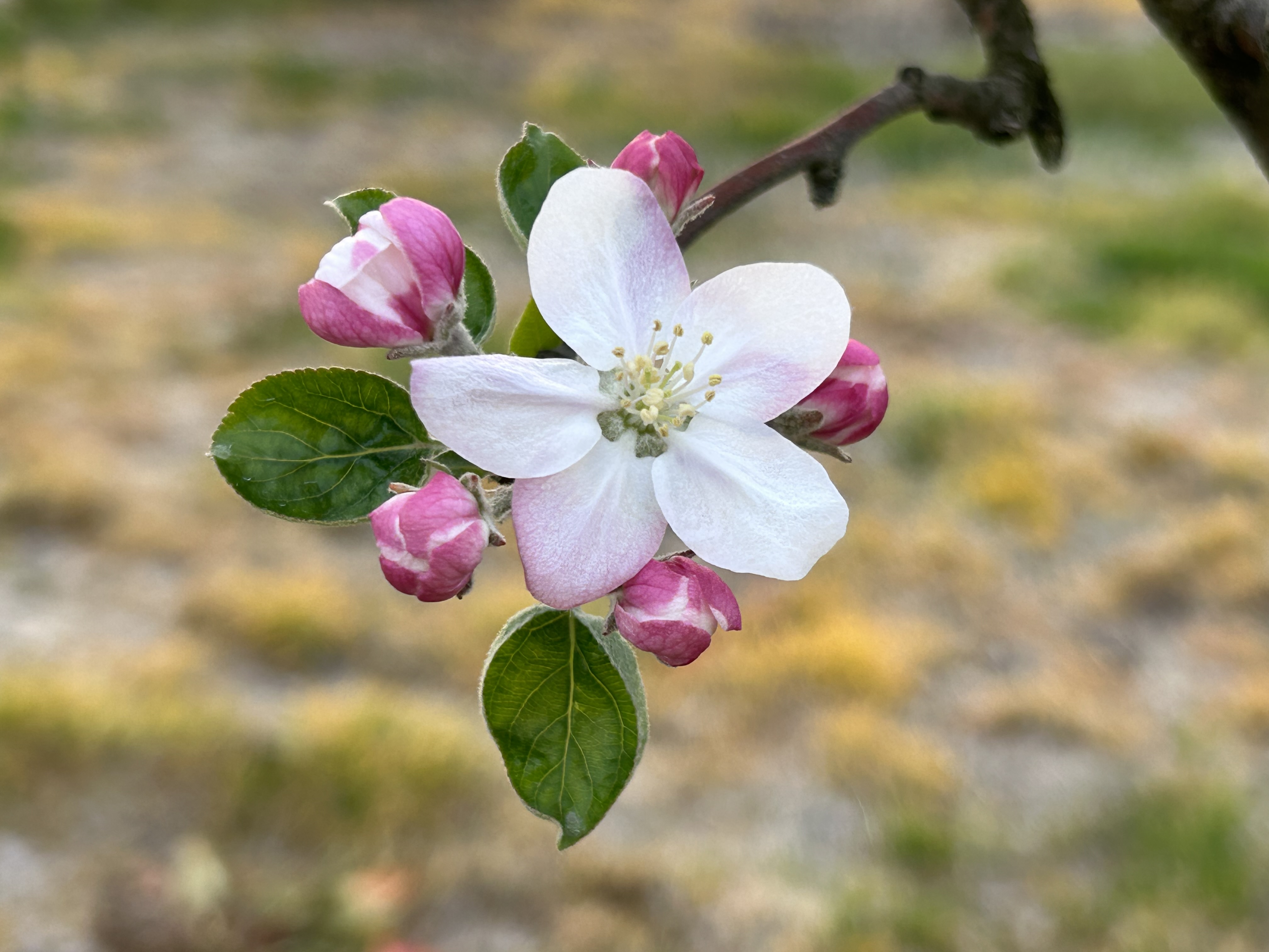 りんごの花が咲きました：画像