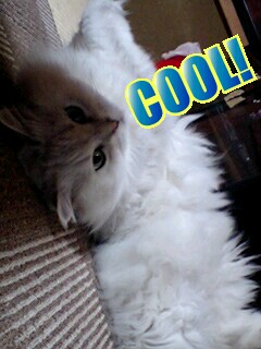 愛嬌で反転するゴンタフェイス/