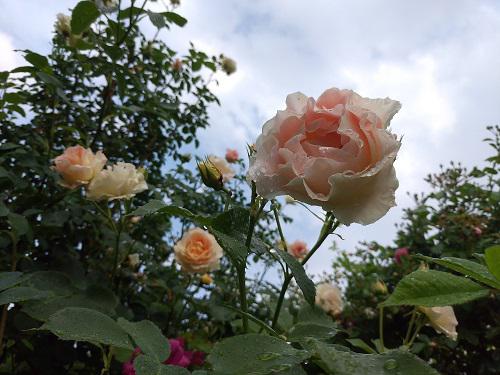 《バラ庭》ガーデンNOW〜・・昨日の雨上がりの庭！/
