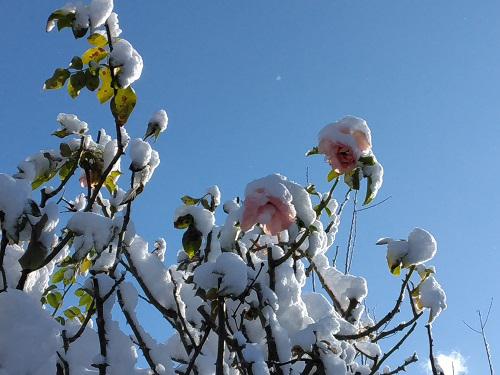 《バラ庭》つれづれ〜・・けさは晴天〜♪　午後から雪！雪！雪！/