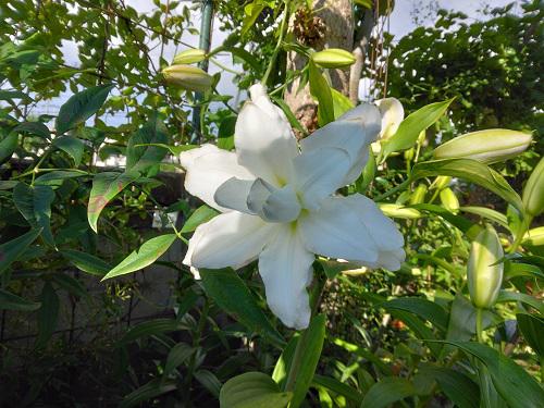 《バラ庭》ガーデンNOW〜白いユリが開花〜♪/