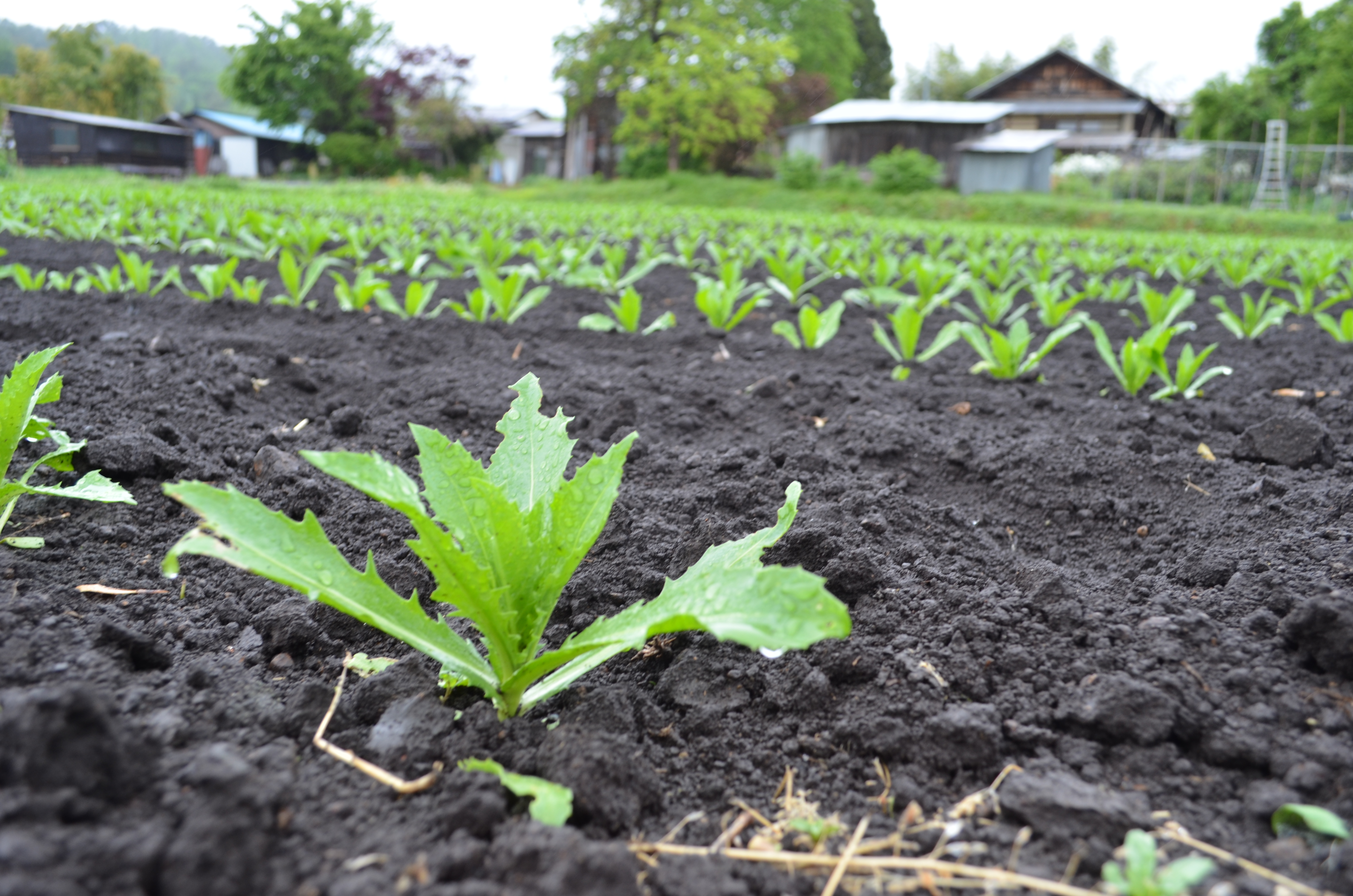 ～2016.5.17 本日の白鷹町～：（一社）白鷹町観光協会（公式サイト）
