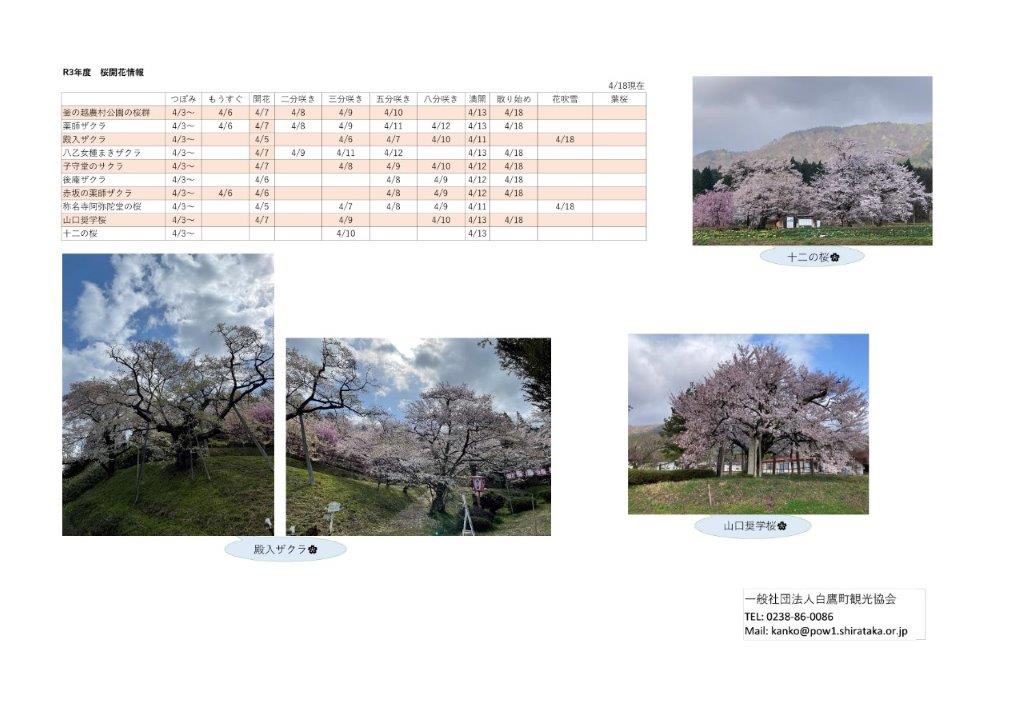 ４月１８日（日）桜開花情報：画像