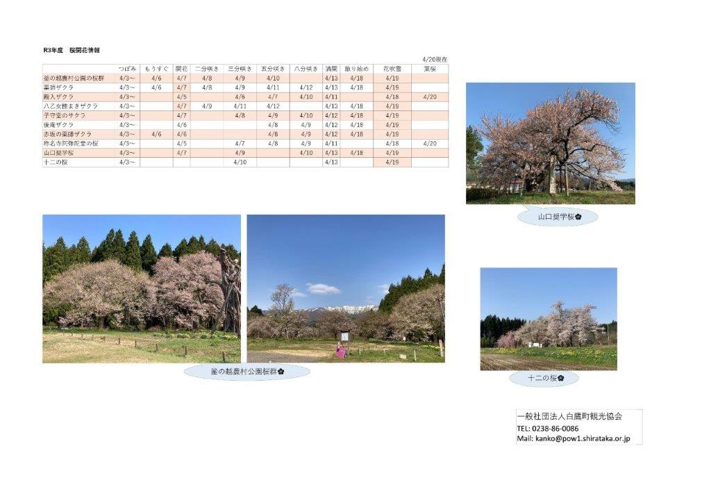 ４月20日（火）桜開花情報：画像