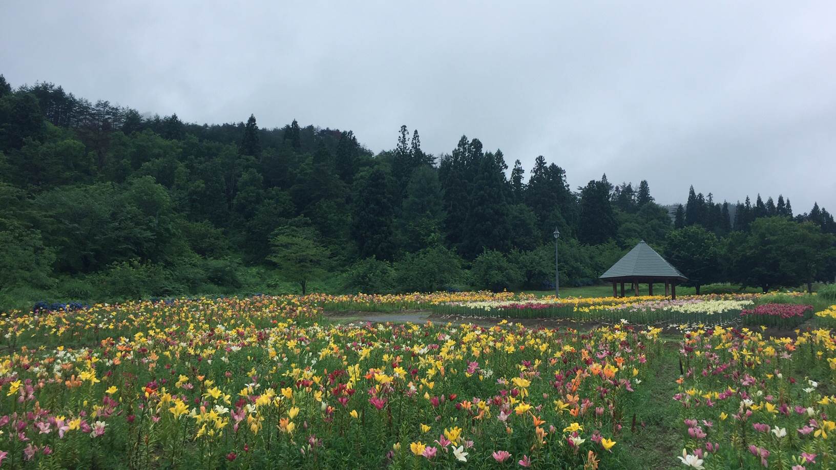 どんでん平ゆり園 令和２年７月８日 水 園内のようす ヤマガタンver9 山形の人脈データベース