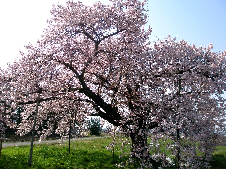 おきたまの桜、満開です　(^o^)／：画像