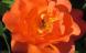 オレンジ色の庭の「バラ」の中央部にアリを見つけました ..：2024.06.22