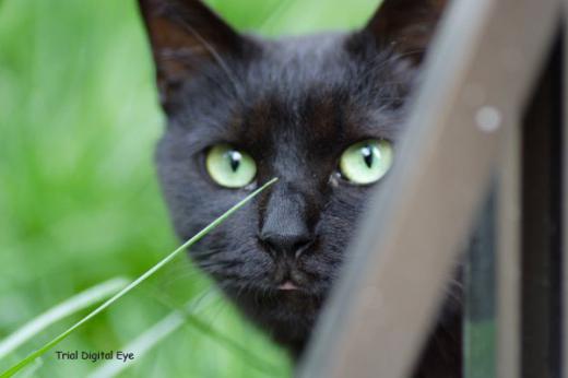 Black cat/