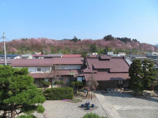 ４月４日朝９時、烏帽子山の桜の様子です/