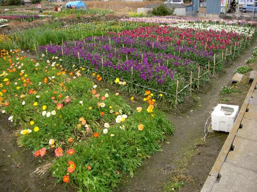 お世話になりました/