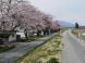 満開まで間もなく!最上川桜遊覧運航しています。:2016/04/11 14:33