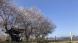 最上川桜遊覧2日目   令和6年4月13日(土):2024/04/13 11:27