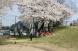 桜の下でトレーニングマッチ:2009/04/19 15:14