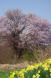 嶽原のオオヤマザクラ開花状況(山辺町):2013/05/08 18:14