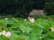 蓮の花が見頃ろです・・・:2015/08/06 12:09