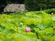 作谷沢たての香苑“ハスの花”が咲きはじめました:2017/07/28 12:47