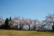 山辺町さくらの開花状況:2019/04/18 11:34