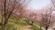 山辺町さくら開花状況:2019/04/23 11:44