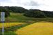 大蕨の棚田【9月20日現在】:2019/09/20 10:04
