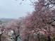 烏帽子山さくら便り 4:2022/04/15 13:20