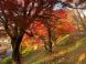 烏帽子山の紅葉:2022/11/06 16:44