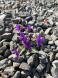春:2023/04/02 22:39