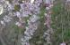 2023 烏帽子山桜だより3:2023/04/03 16:54