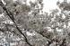 2023 烏帽子山桜だより5:2023/04/05 13:05