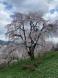 南陽市の桜:2023/04/09 17:13