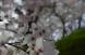 2023 烏帽子山桜だより6:2023/04/11 17:01