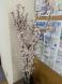 啓翁桜:2024/02/27 13:04