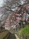 2024烏帽子山さくら情報:2024/04/08 23:25
