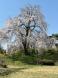 2024双松公園さくら情報:2024/04/13 16:10