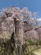 双松公園:2024/04/13 16:34