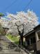 2024烏帽子山さくら情報:2024/04/15 15:04