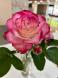 薔薇:2024/05/22 15:21
