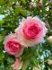 薔薇はバラは:2024/05/29 20:18