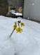 本格的に雪:2024/12/08 20:18