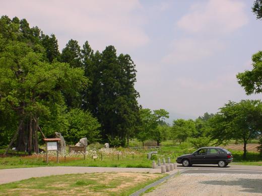 ¥ë¥Î¡¼19¥·¥ã¥Þ¡¼¥ÉTXE¡ª/