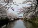 桜☆満開:2016/04/16 12:27