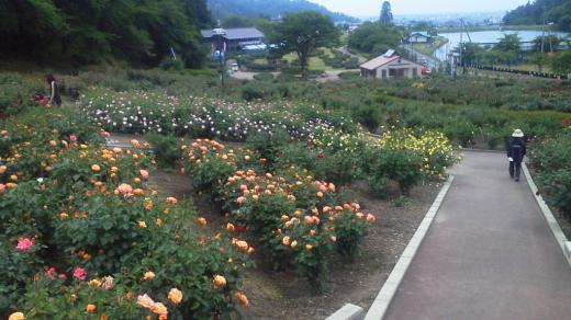 華蓮に咲き始めました/