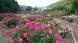 東沢公園のバラの花見頃です！：2020.06.14