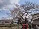 伊豆権現の種まき桜が開花しました！：2023/04/05 10:58