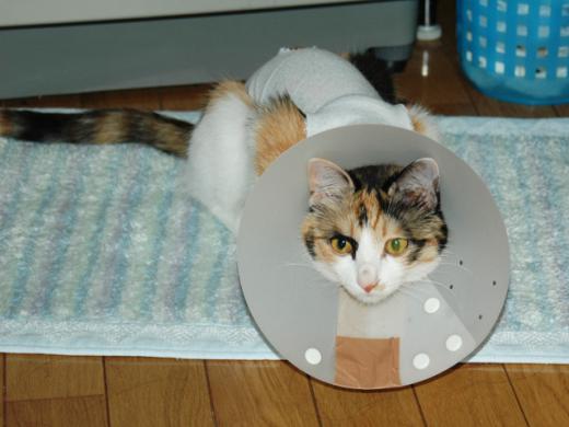 はじめての体験/