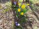 《バラ庭》ガーデンNOW〜・・春を待ちわびていた花たち..：2022/04/13 19:55