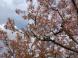 《バラ庭》ガーデンNOW〜我庭の桜は、銅葉も一緒に楽し..：2023/04/16 21:54