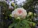 《バラ庭》ガーデンNOW〜今日も大雨、、、：2023.09.19